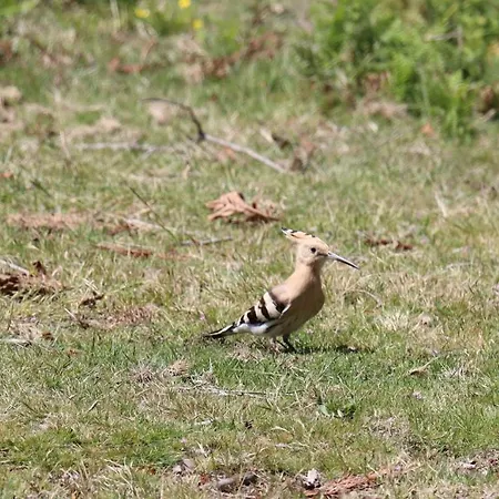 Quinta Da Riba Ma Kır Evi *