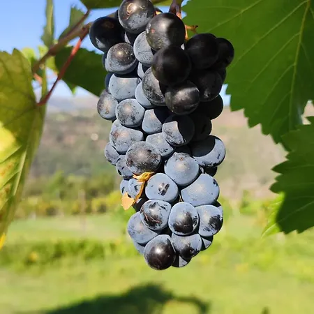 Quinta Da Riba Ma